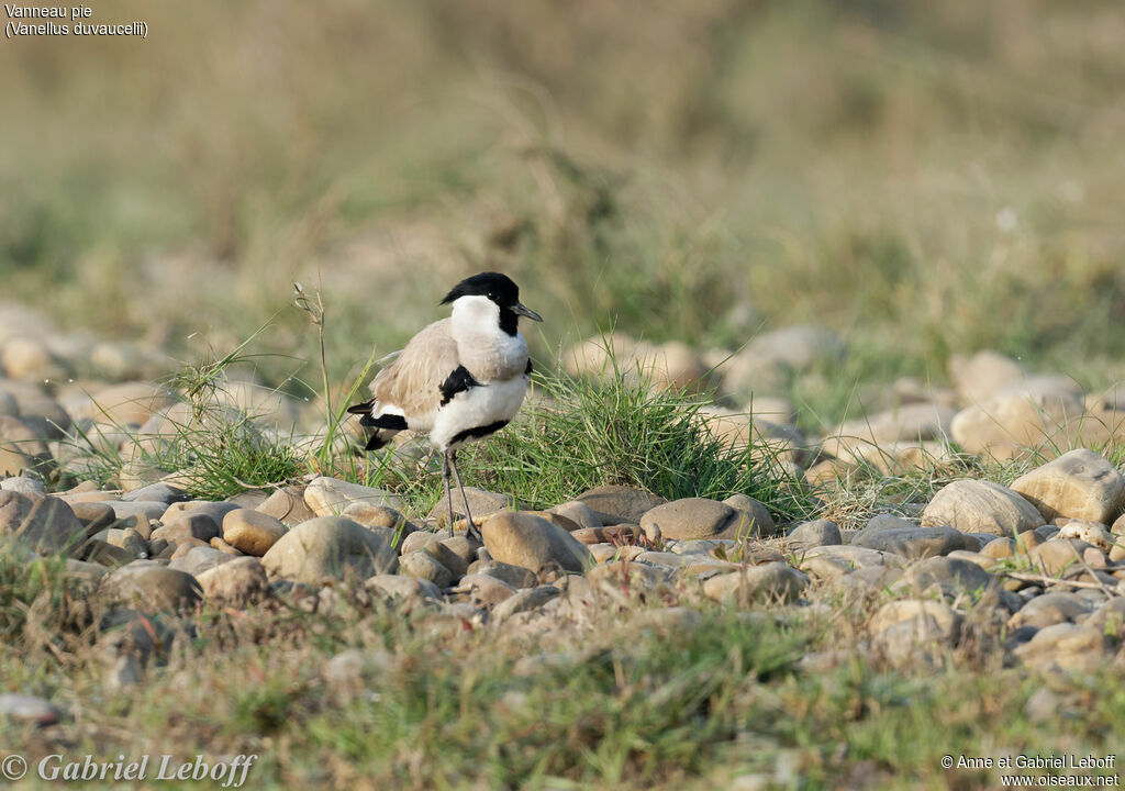 River Lapwing