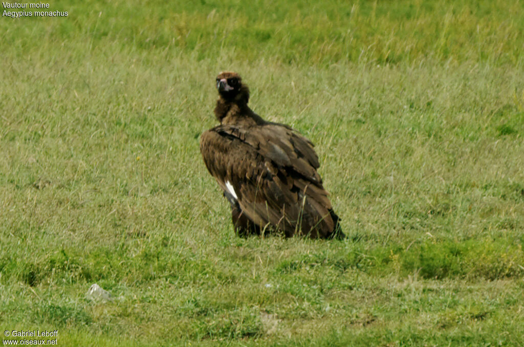 Vautour moine