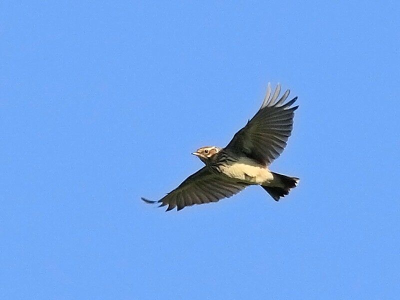 Woodlark