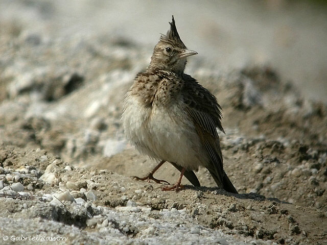 Cochevis huppé