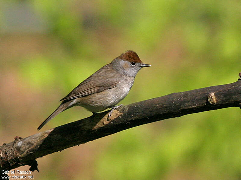 Fauvette à tête noire femelle, identification