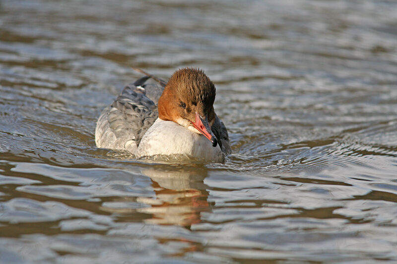 Common Merganser