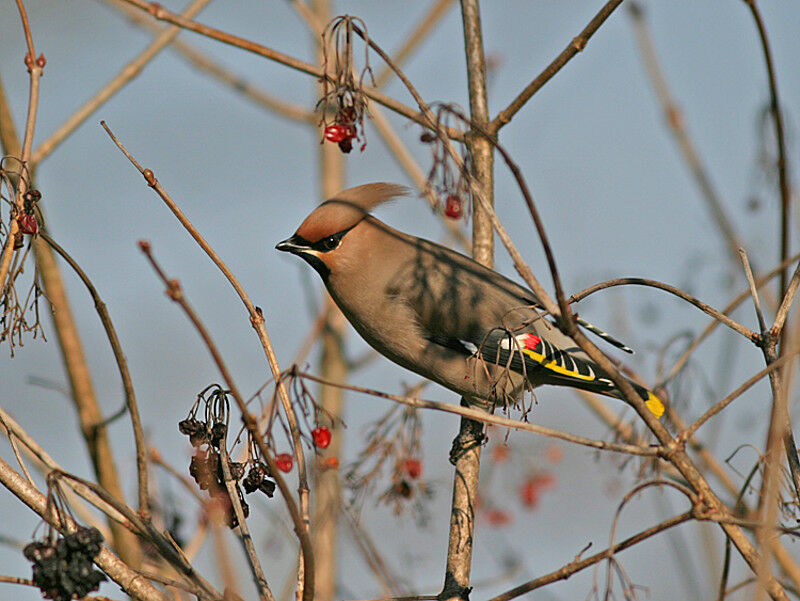 Bohemian Waxwing