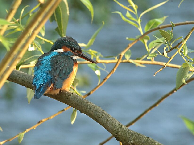 Common Kingfisher