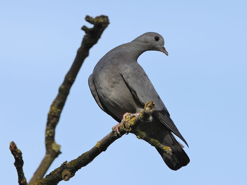 Pigeon colombin