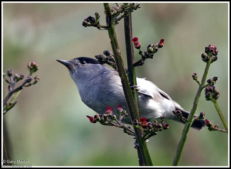 Eurasian Blackcap