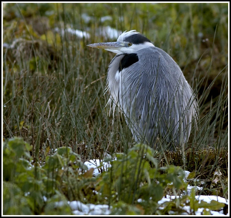 Grey Heron