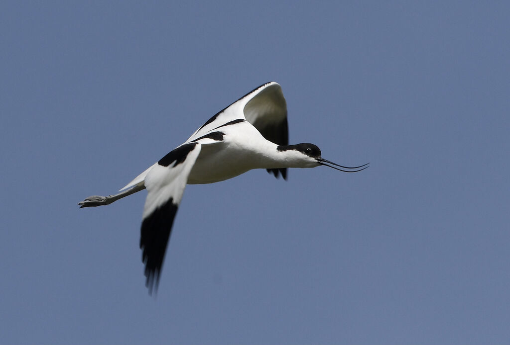 Avocette éléganteadulte nuptial, Vol, Nidification