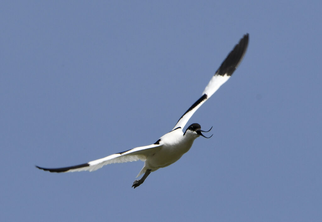 Avocette éléganteadulte, Vol