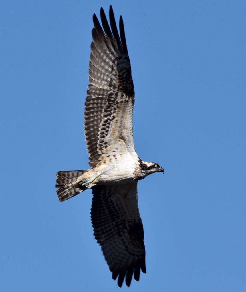 Balbuzard pêcheur femelle immature, Vol