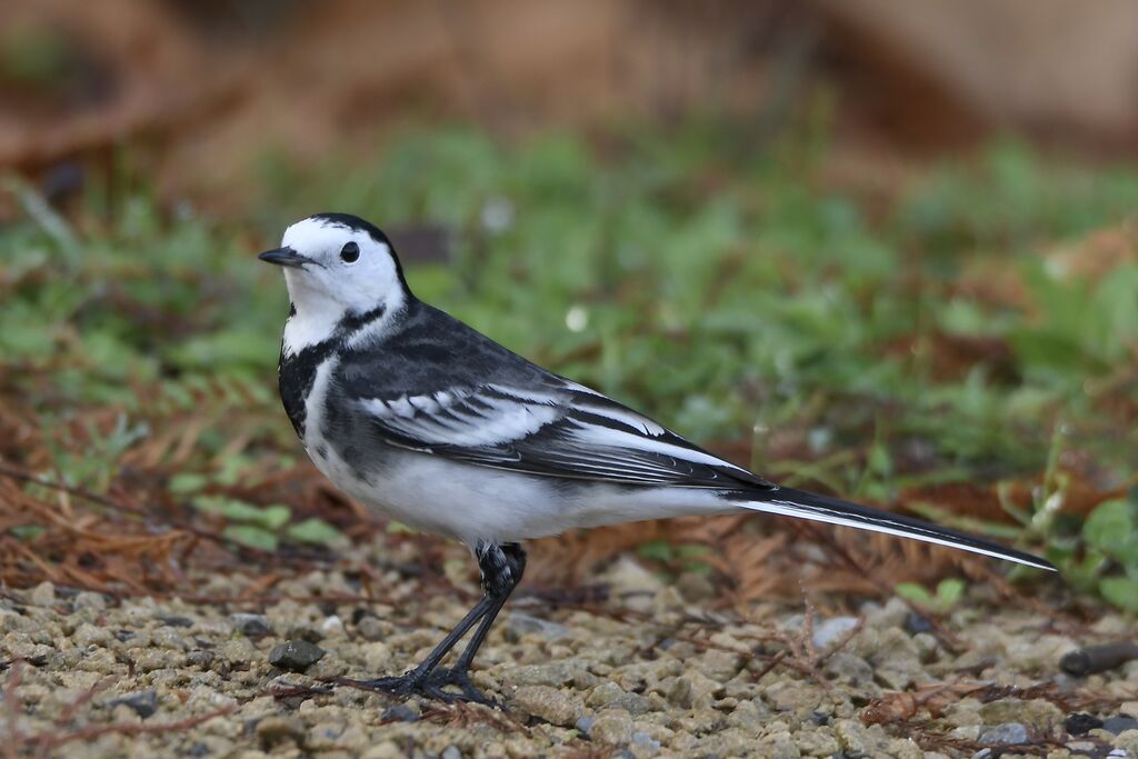 Bergeronnette de Yarrell mâle adulte internuptial, identification, marche