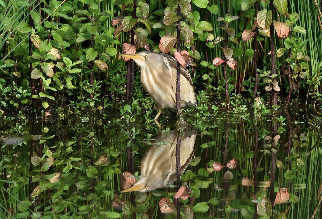 Little Bittern female adult breeding, habitat, camouflage