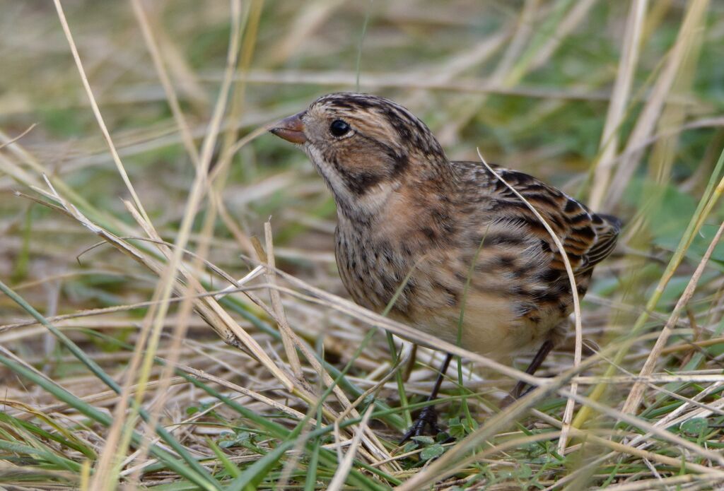 Lapland Longspuradult post breeding, identification, walking