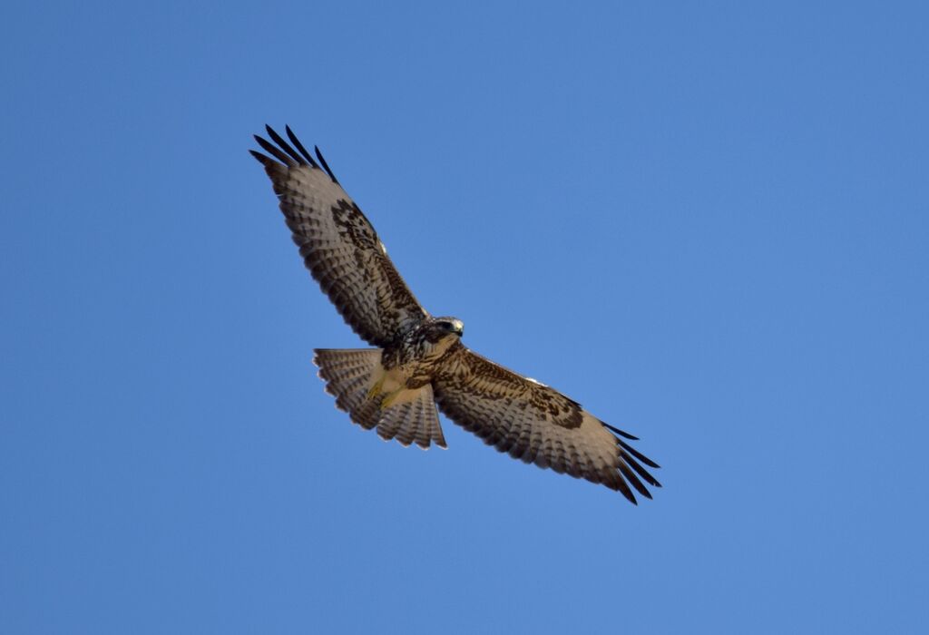 Buse variable