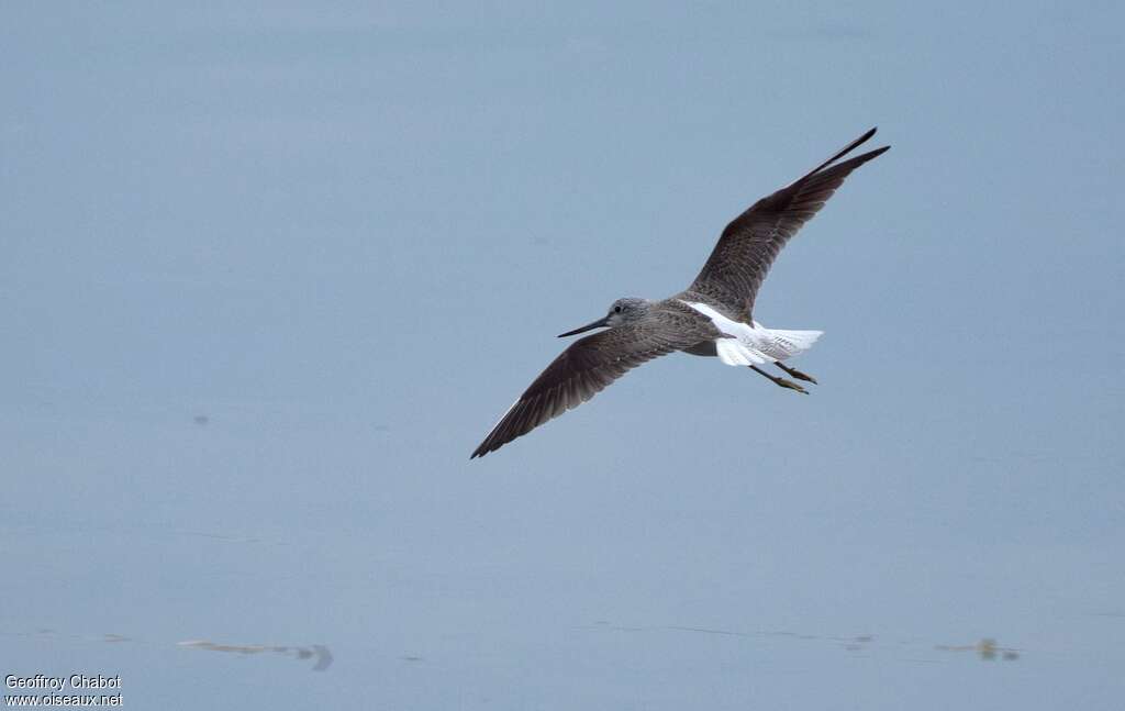 Common Greenshankadult post breeding, Flight