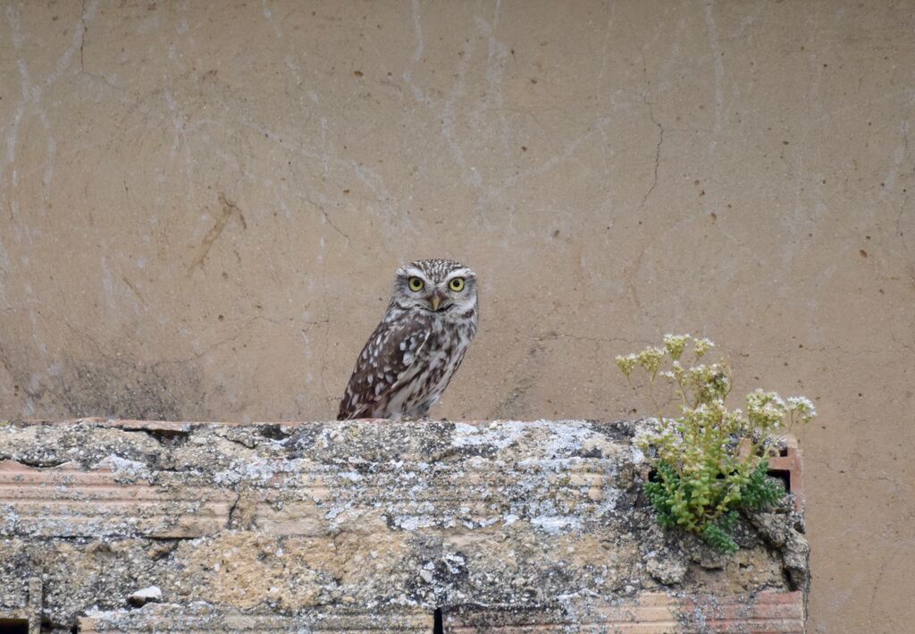 Little Owladult, identification