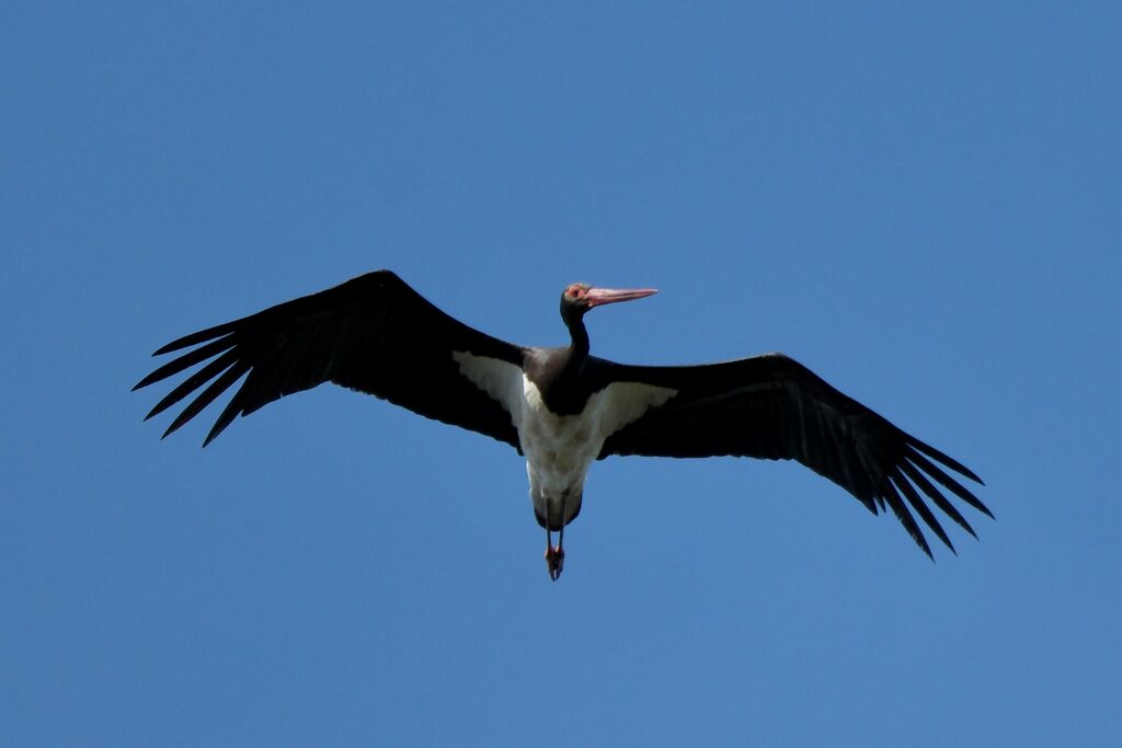 Black Stork