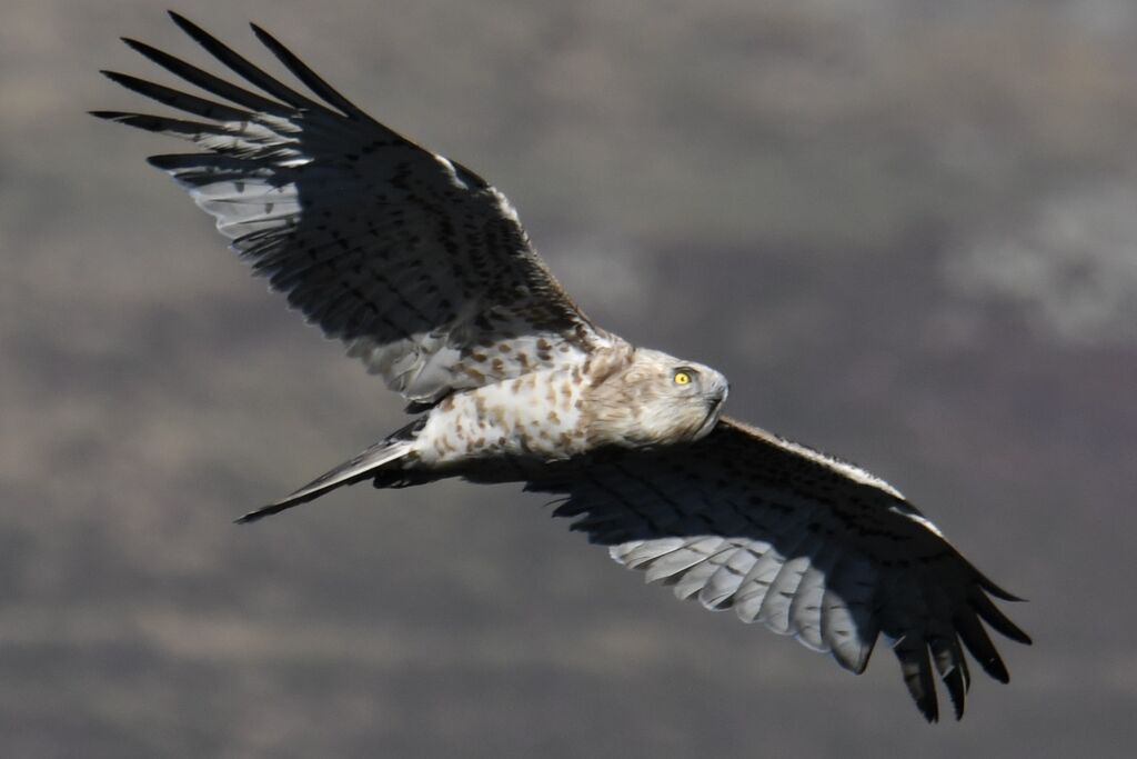 Short-toed Snake Eagle, pigmentation, Flight