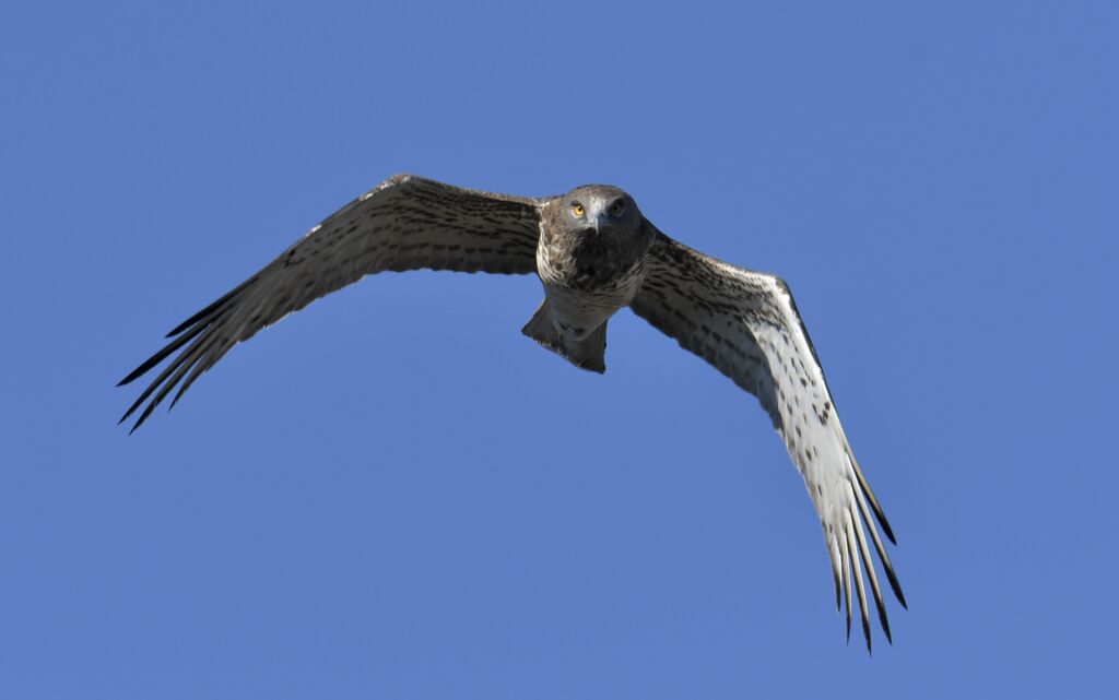 Short-toed Snake Eagle, Flight
