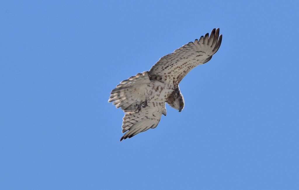 Short-toed Snake Eagleadult breeding, identification, Flight, fishing/hunting