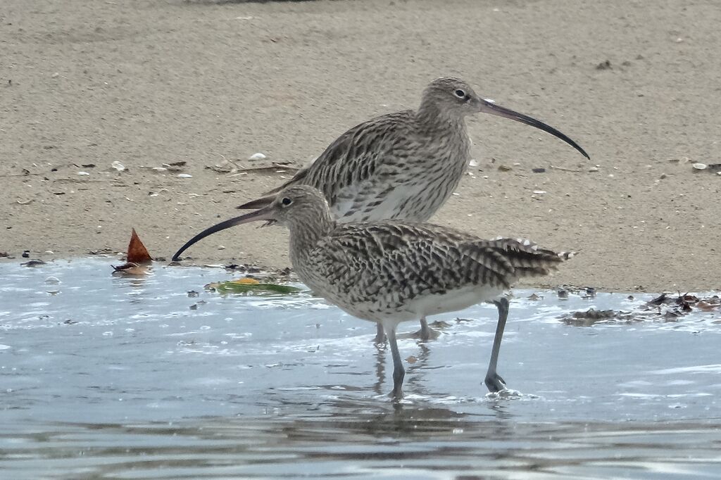 Courlis cendréadulte
