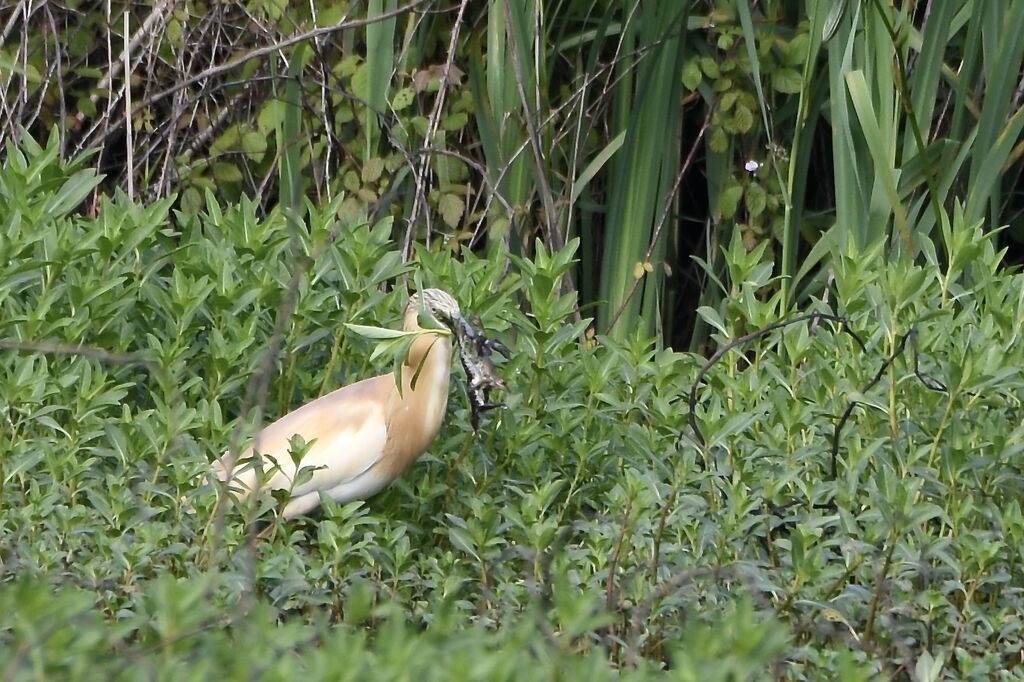 Crabier cheveluadulte nuptial, identification, mange