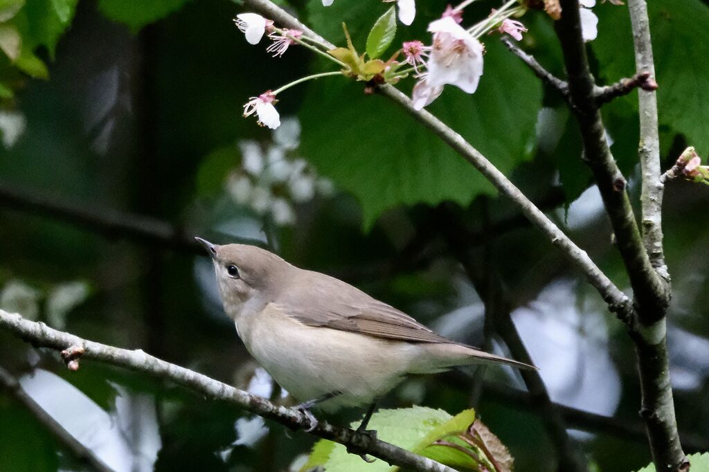 Fauvette des jardinsadulte nuptial, identification