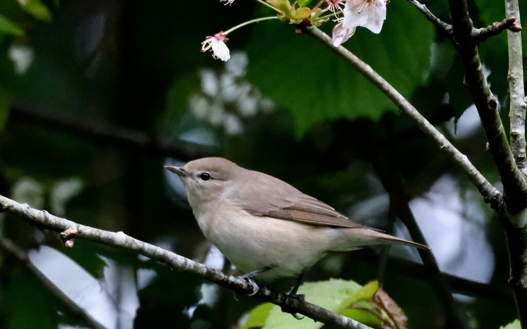 Fauvette des jardinsadulte nuptial, identification