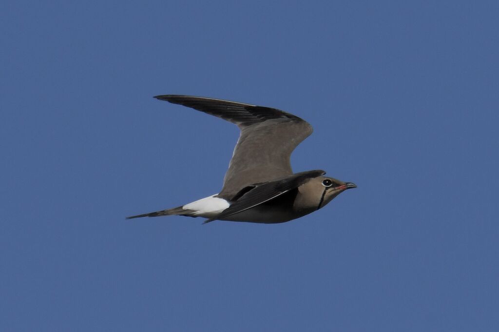Collared Pratincole, Flight