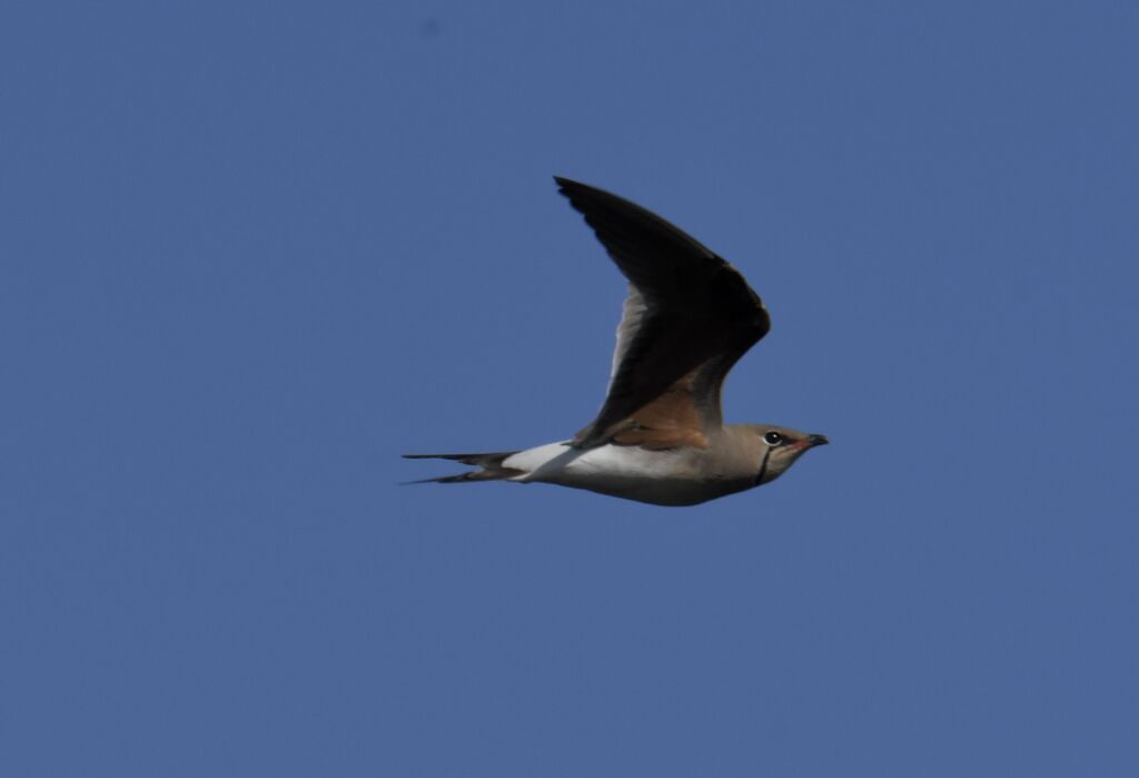 Collared Pratincole
