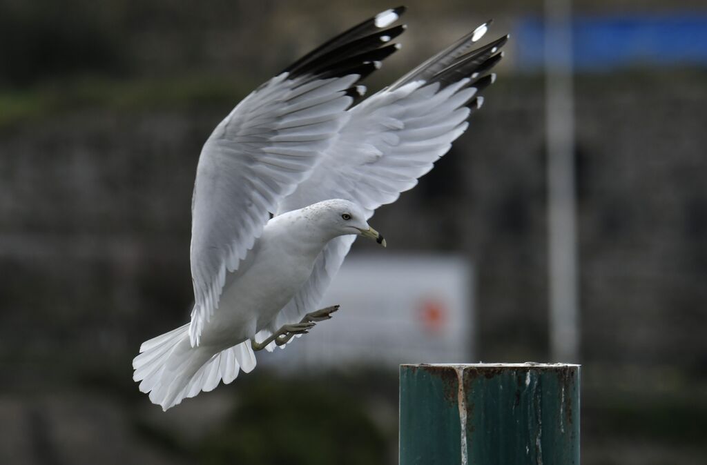 Ring-billed Gulladult post breeding, Flight