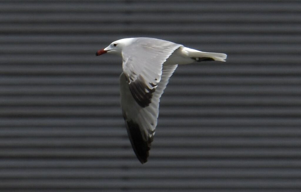 Audouin's GullFourth year, moulting, Flight