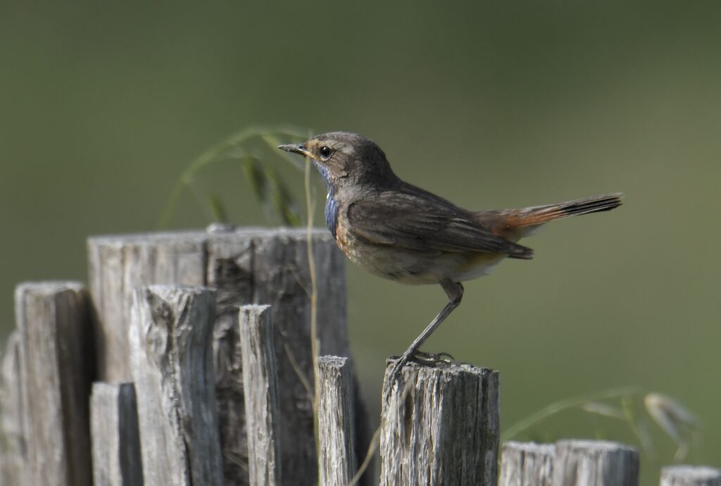 Gorgebleue à miroir