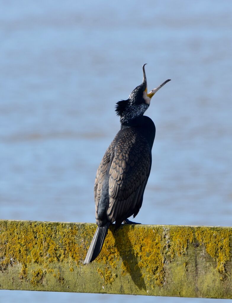 Great Cormorantadult breeding, identification