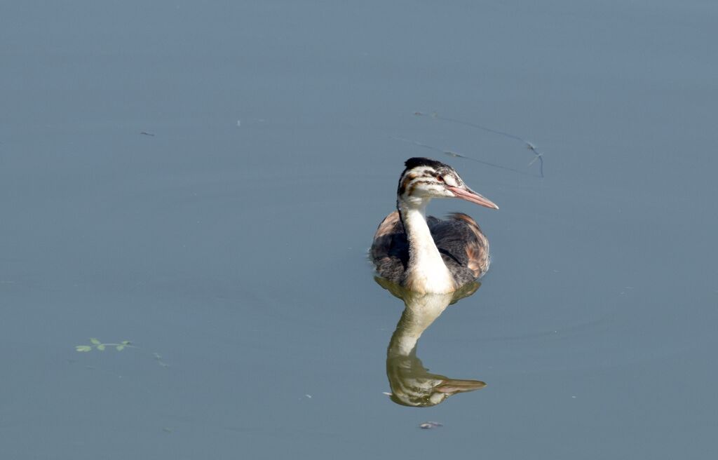 Grèbe huppéjuvénile, identification, nage