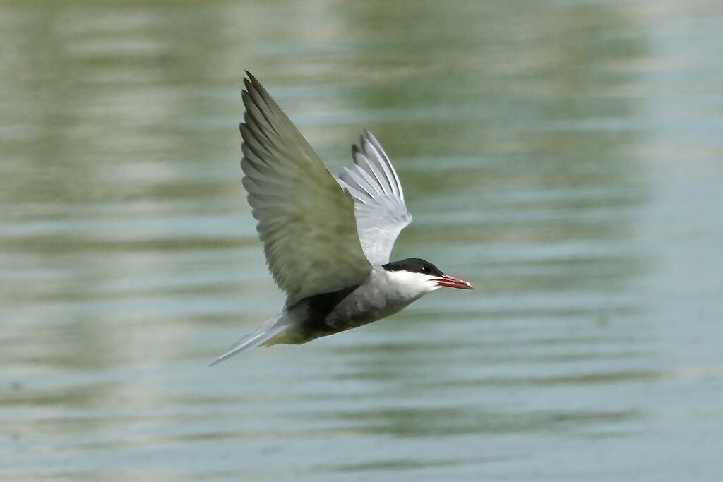 Guifette moustacadulte nuptial, Vol