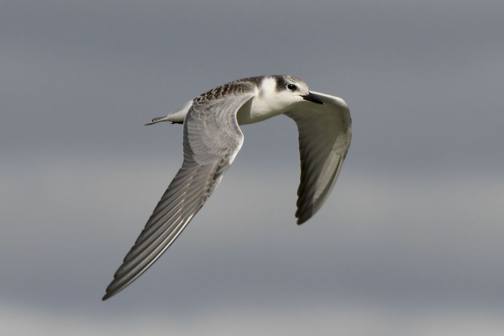 Guifette moustac1ère année, mue, Vol