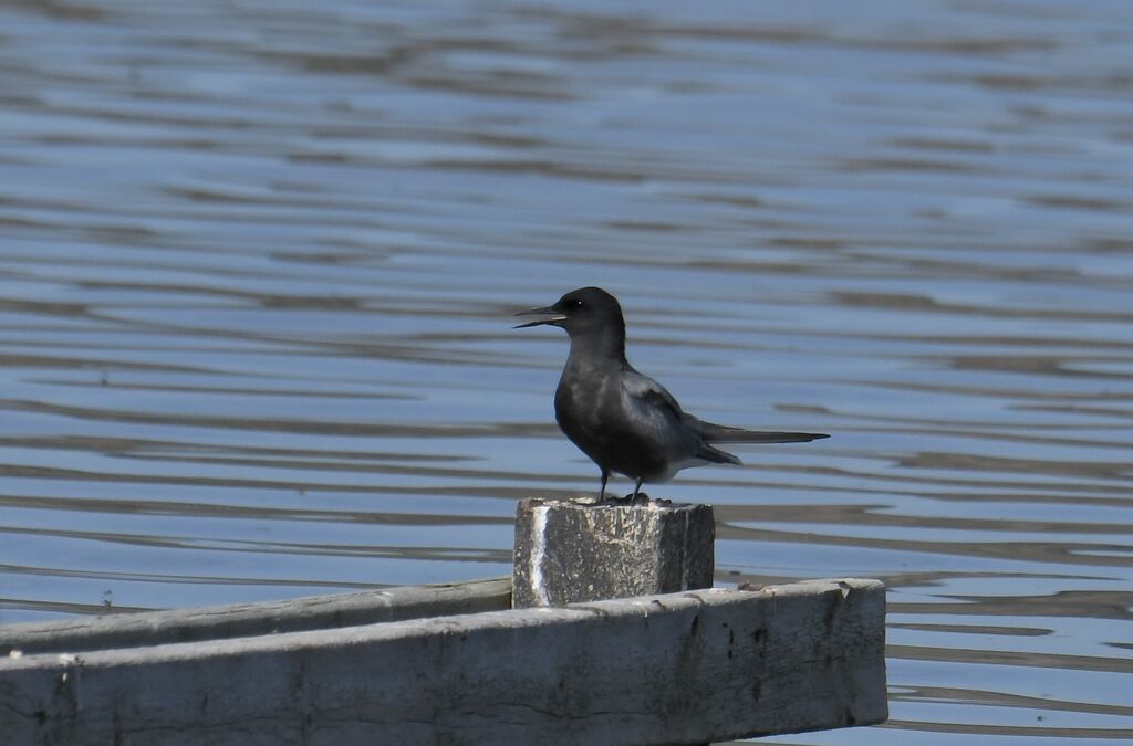 Guifette noireadulte nuptial, identification, mue