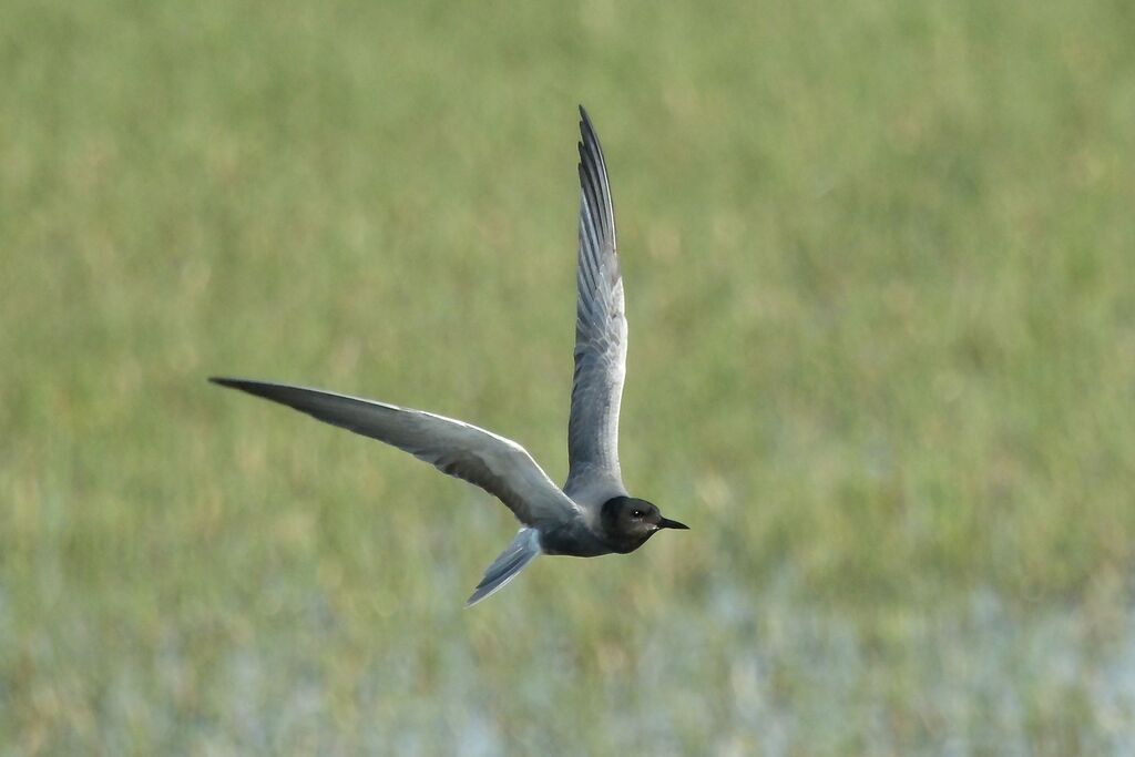Guifette noireadulte nuptial, Vol
