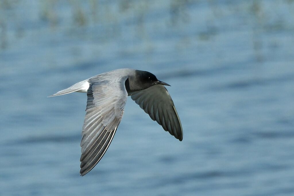 Guifette noireadulte nuptial, mue, Vol