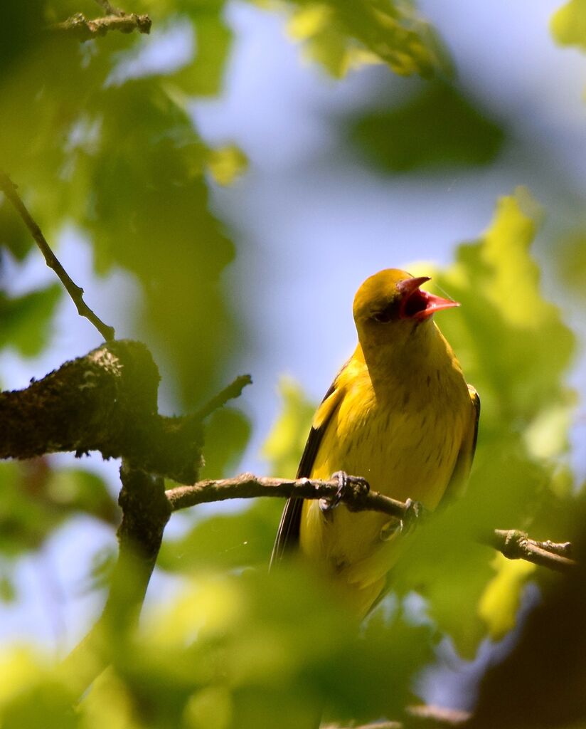 Eurasian Golden Oriole male adult breeding, identification, song
