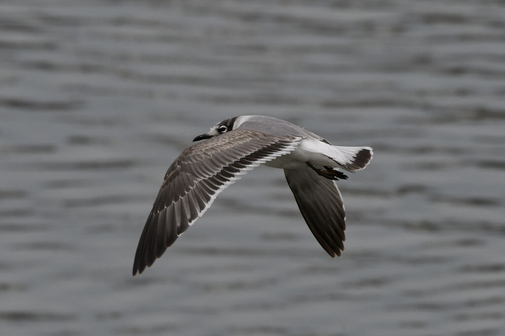 Mouette de Franklin2ème année, mue, Vol