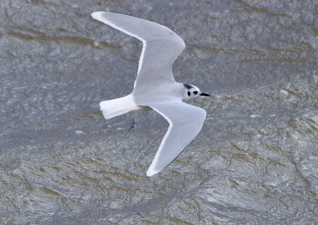 Mouette pygméeadulte internuptial, Vol