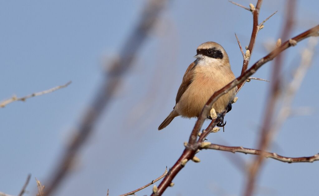 Rémiz penduline femelle adulte internuptial, identification