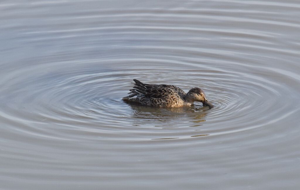 Eurasian Teal female adult post breeding, identification, swimming, eats