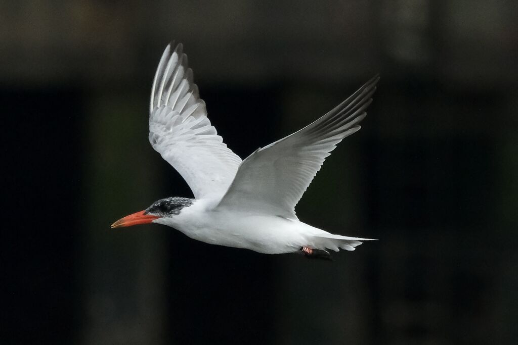 Sterne caspienneadulte internuptial, Vol