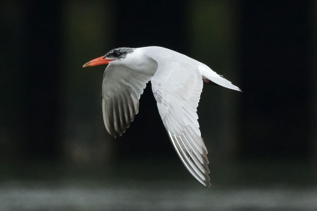 Caspian Tern