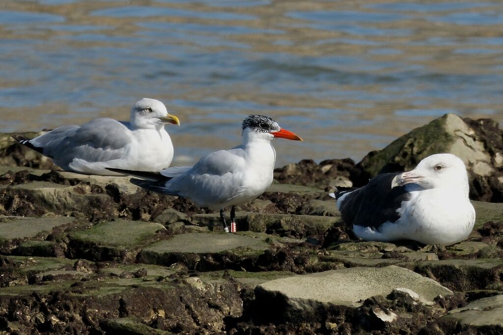 Caspian Tern