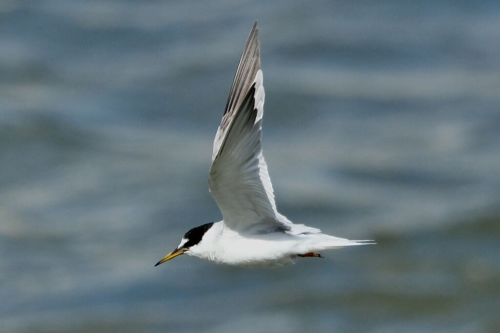 Sterne naineadulte transition, mue, Vol