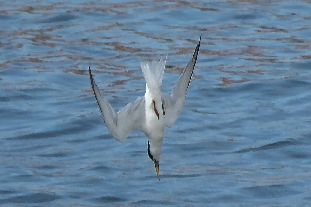 Sterne naineadulte transition, Vol, pêche/chasse